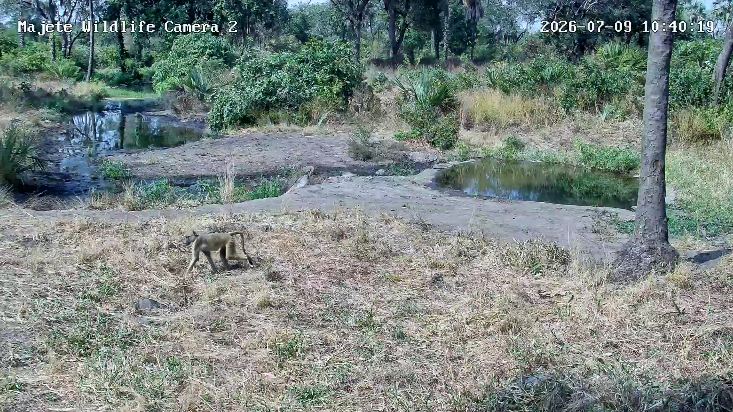 snapshot