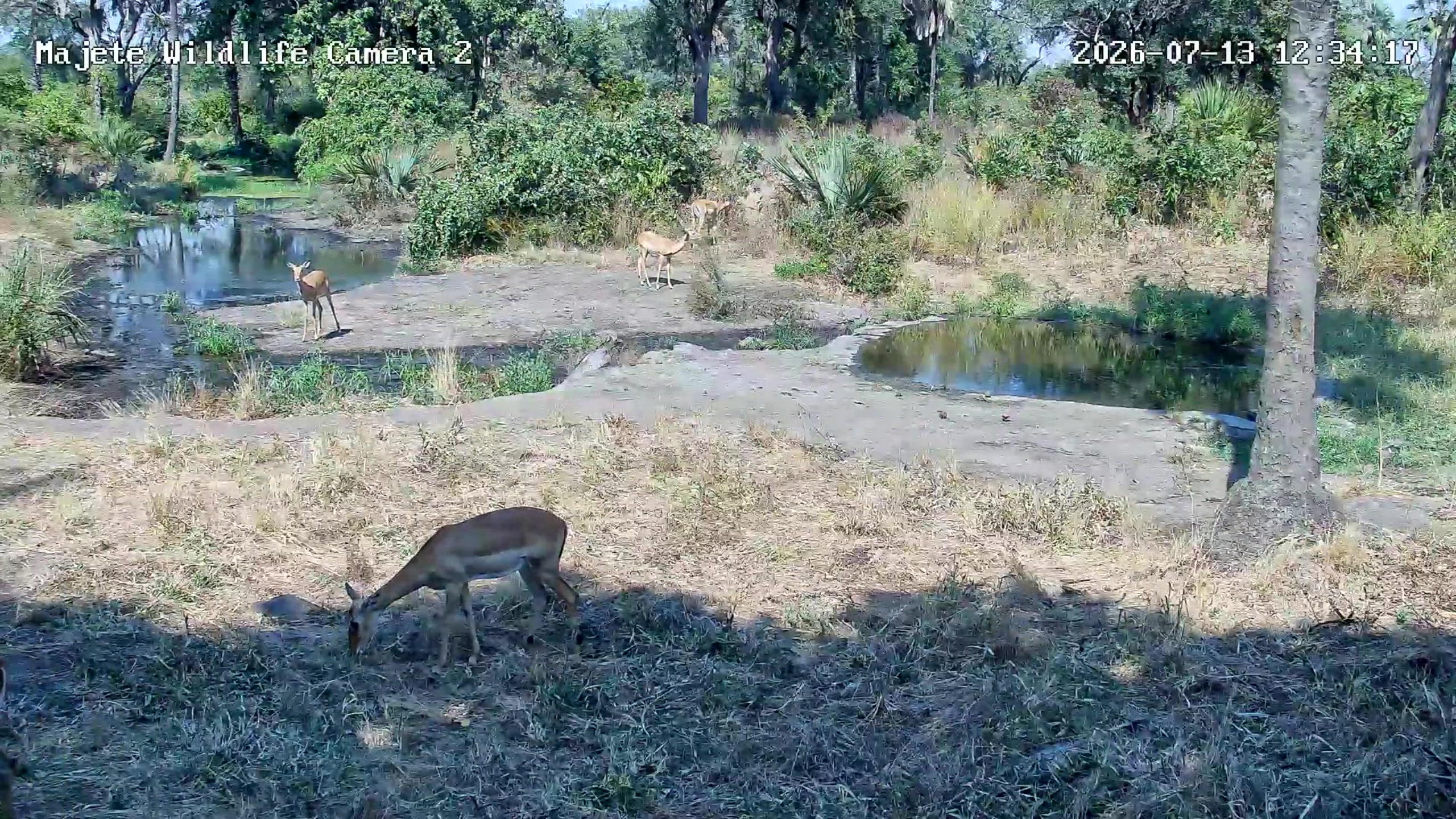 snapshot