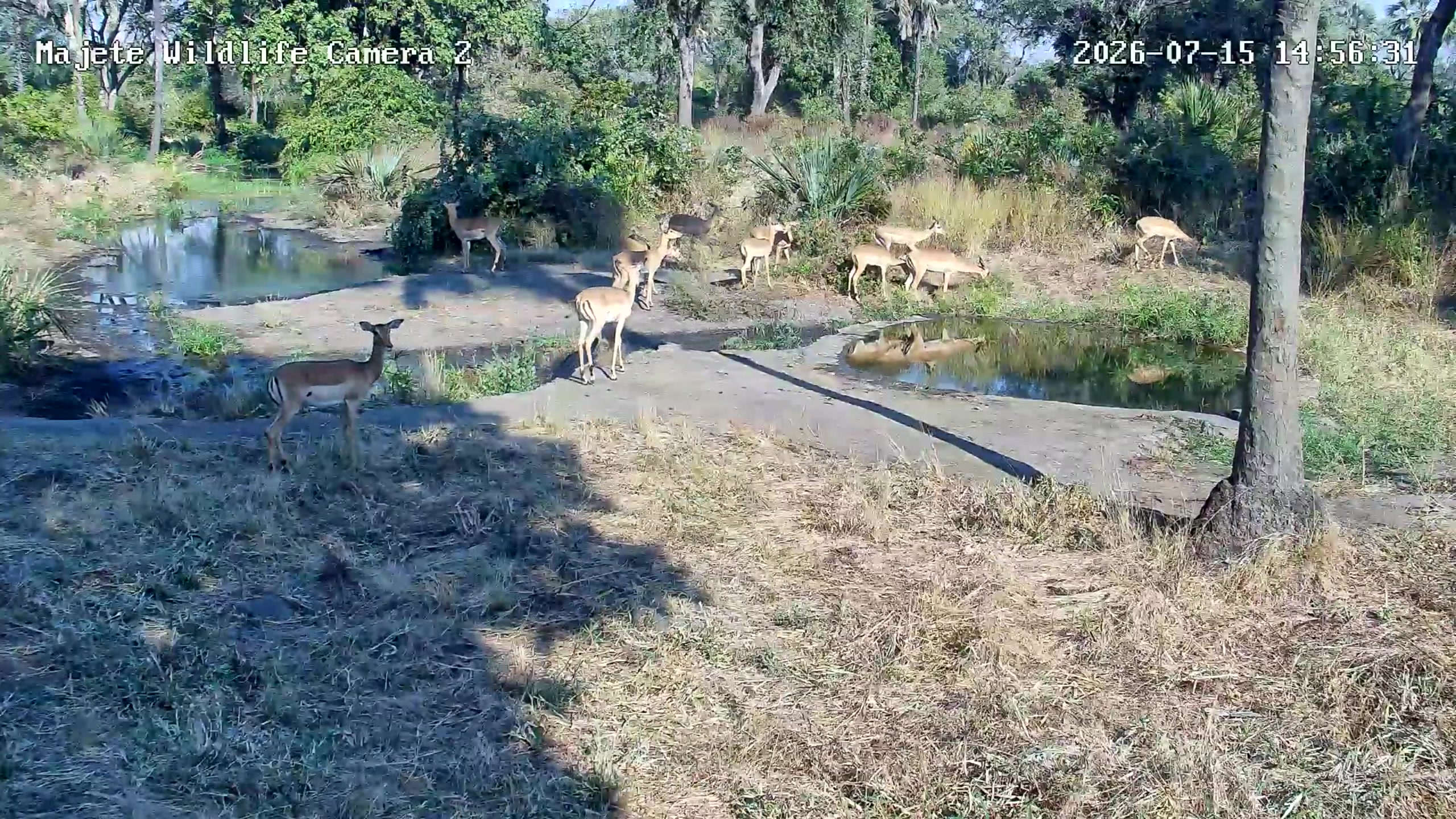 snapshot