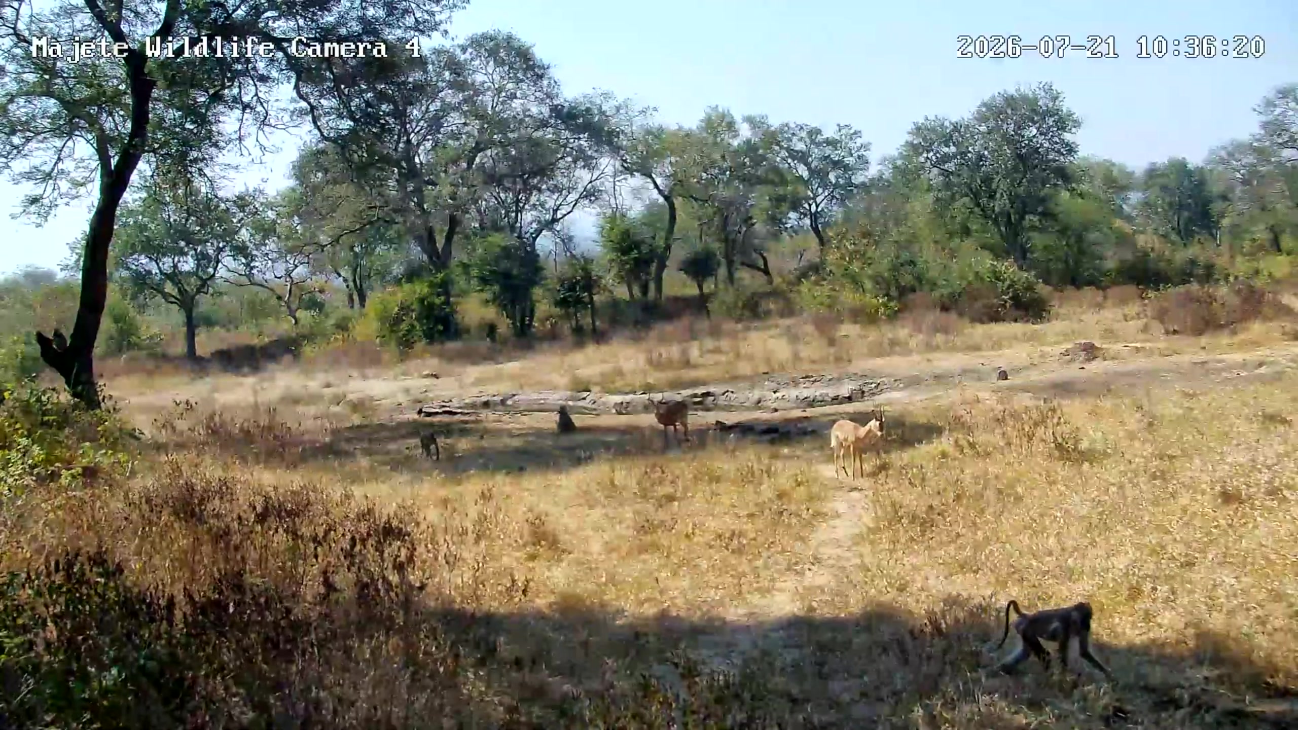 snapshot