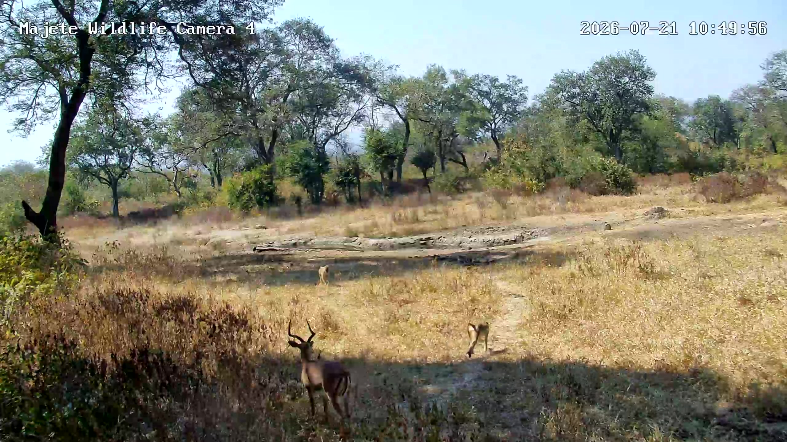 snapshot
