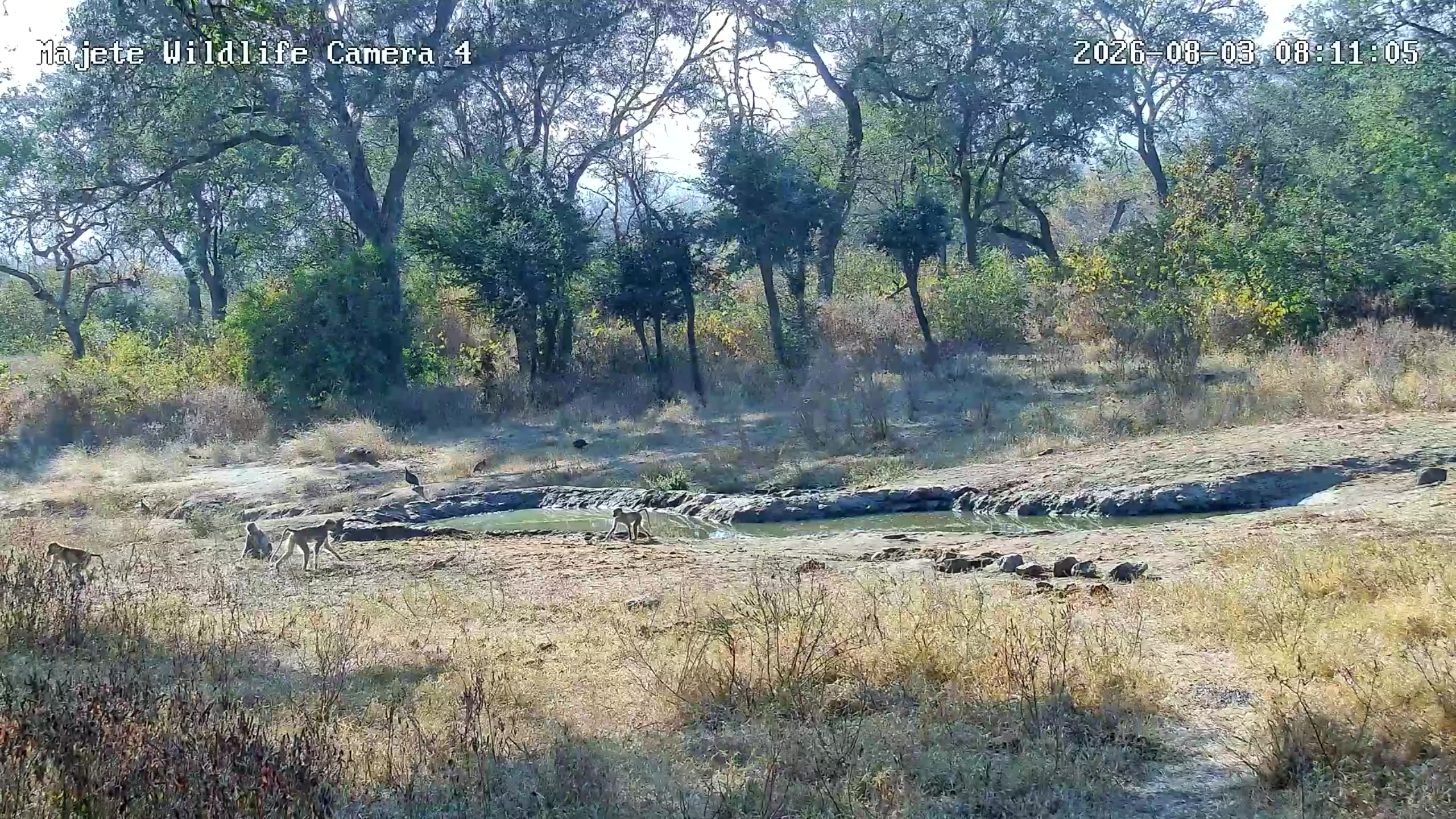 snapshot