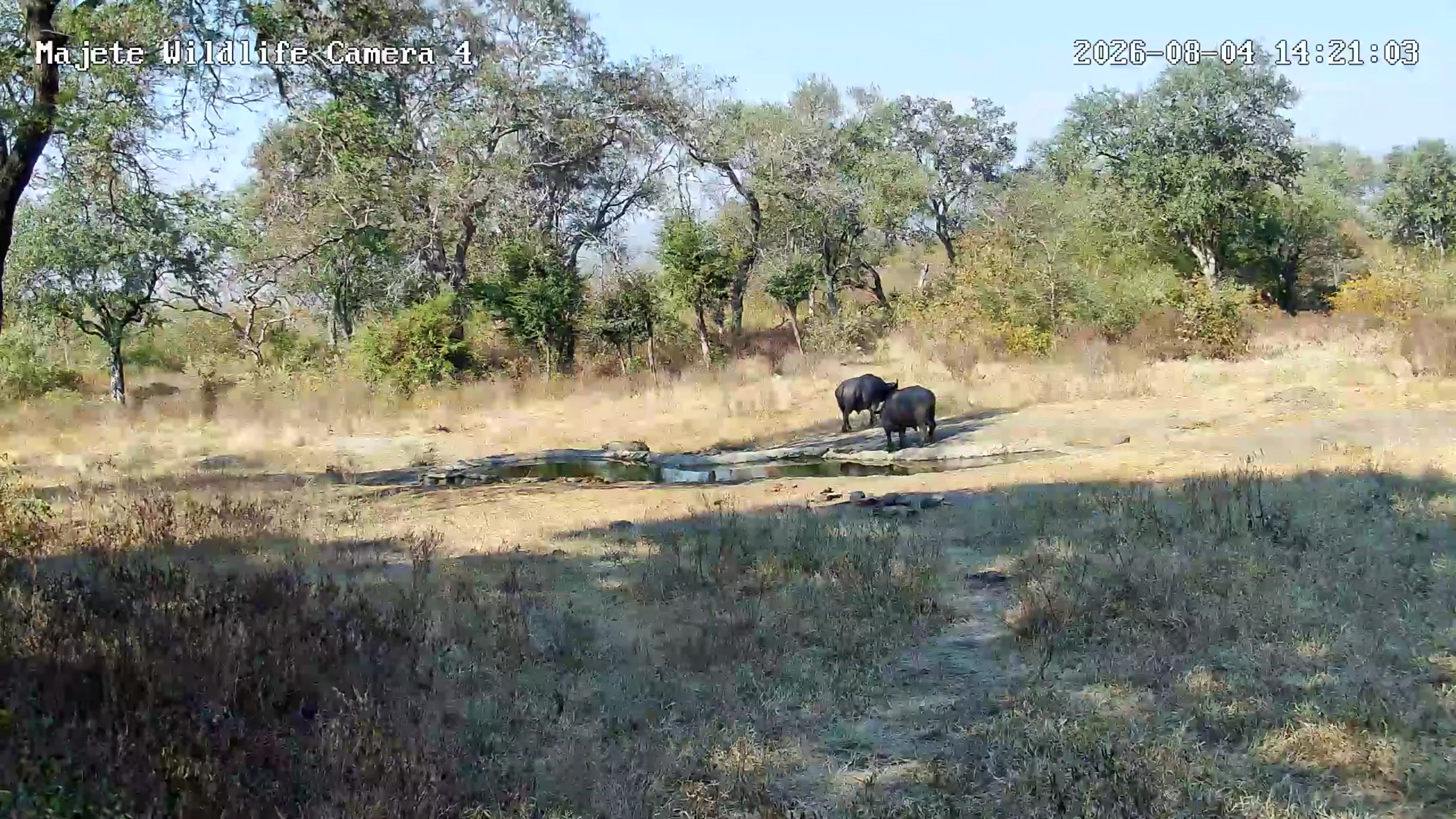snapshot