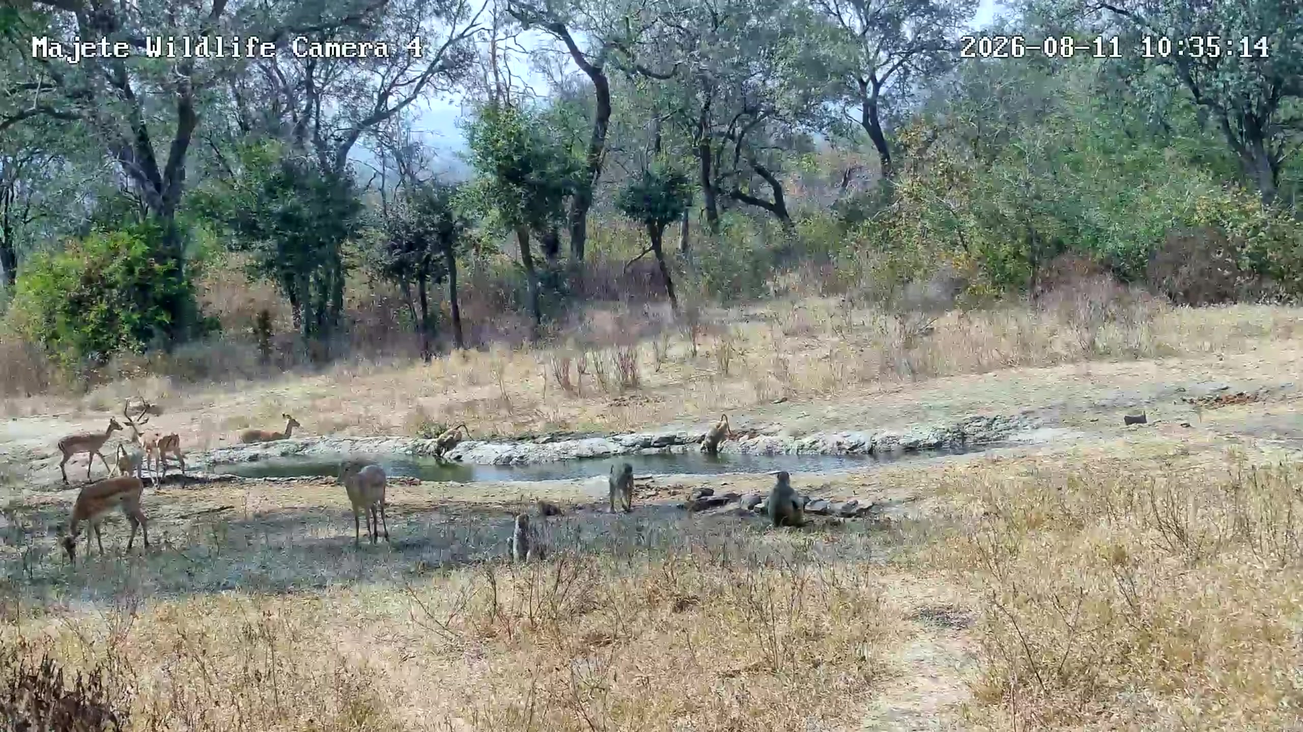 snapshot