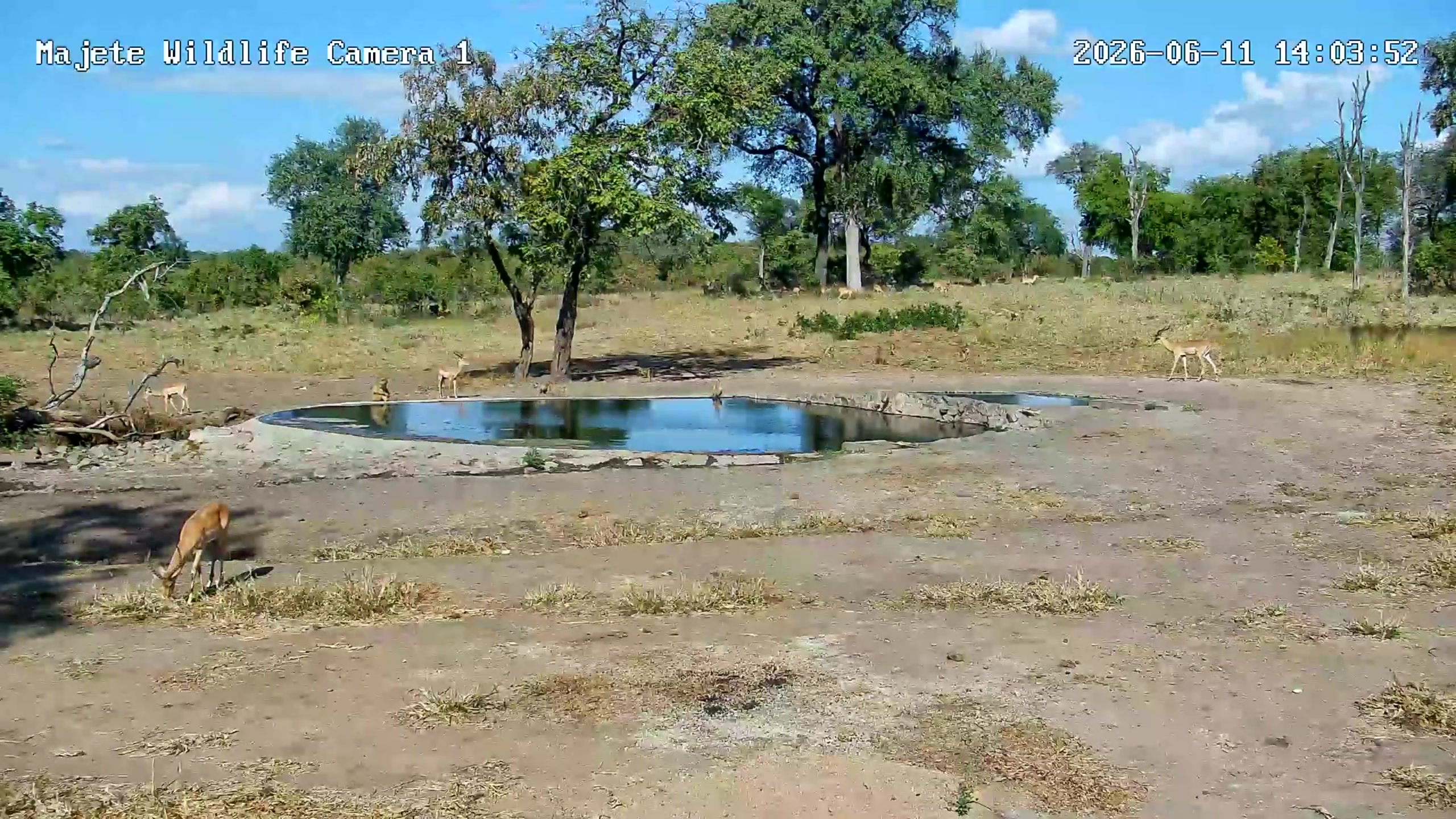 snapshot