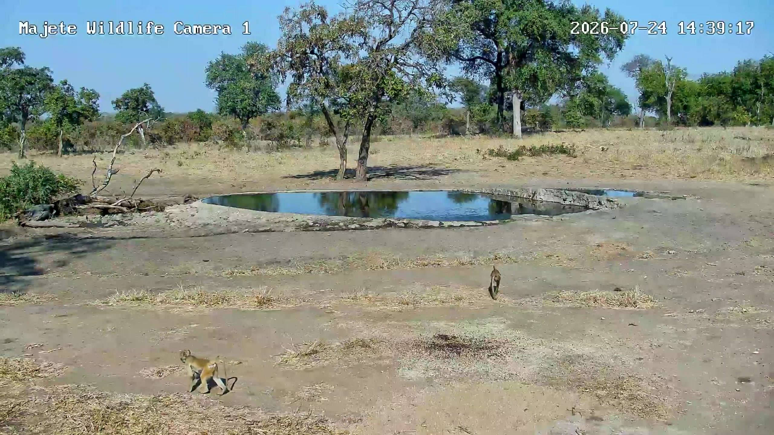 snapshot