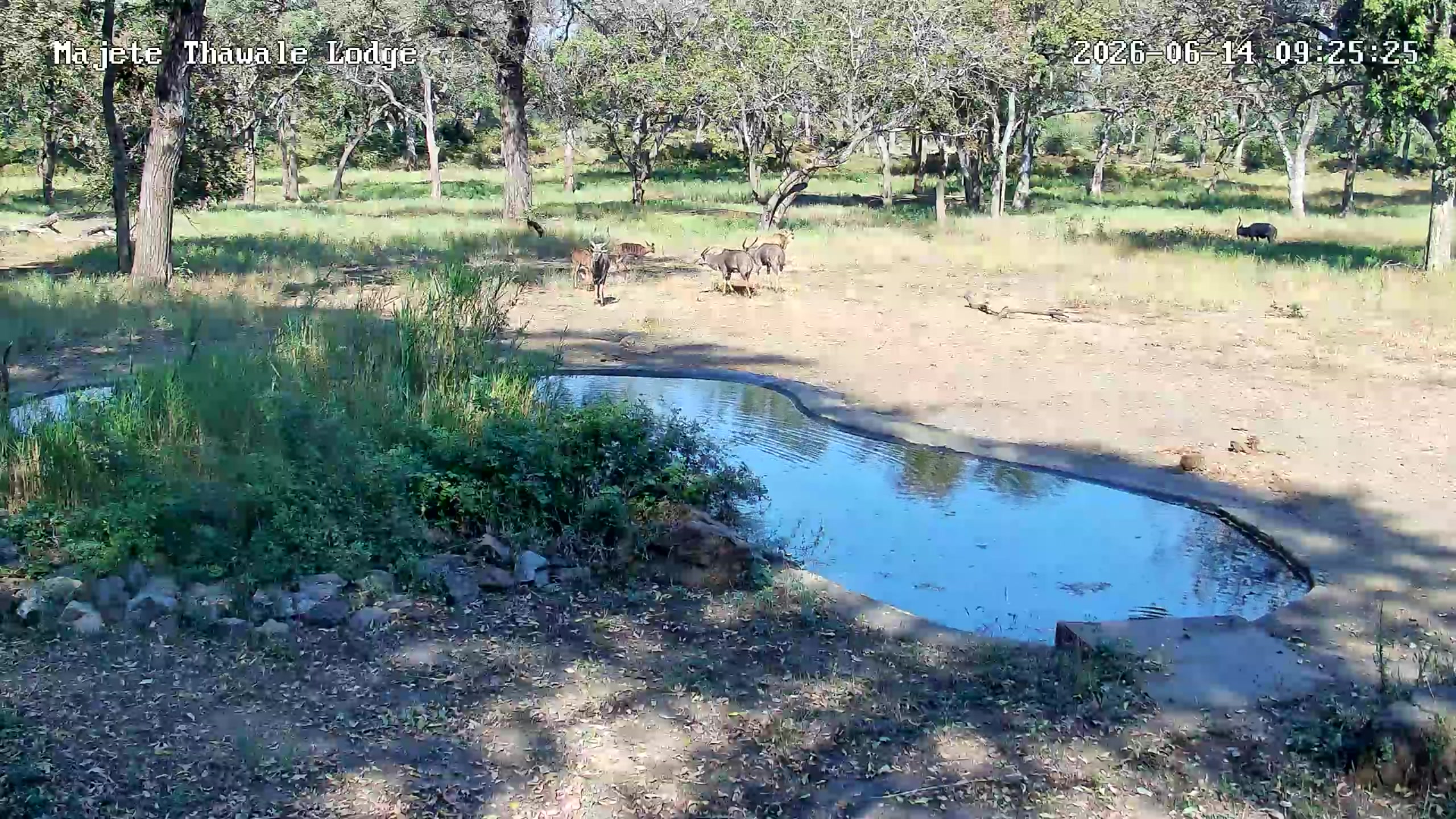 snapshot