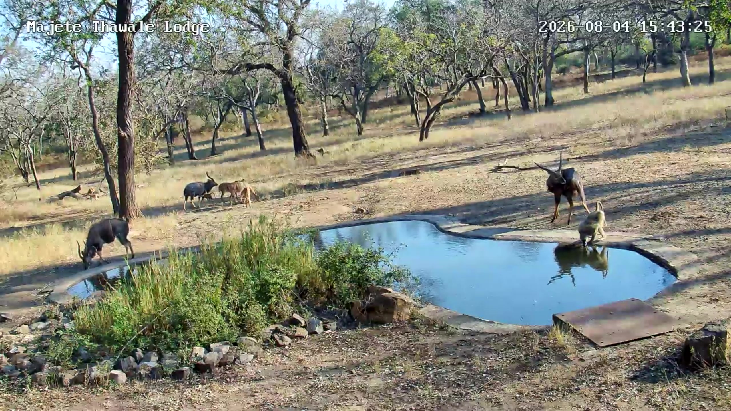 snapshot